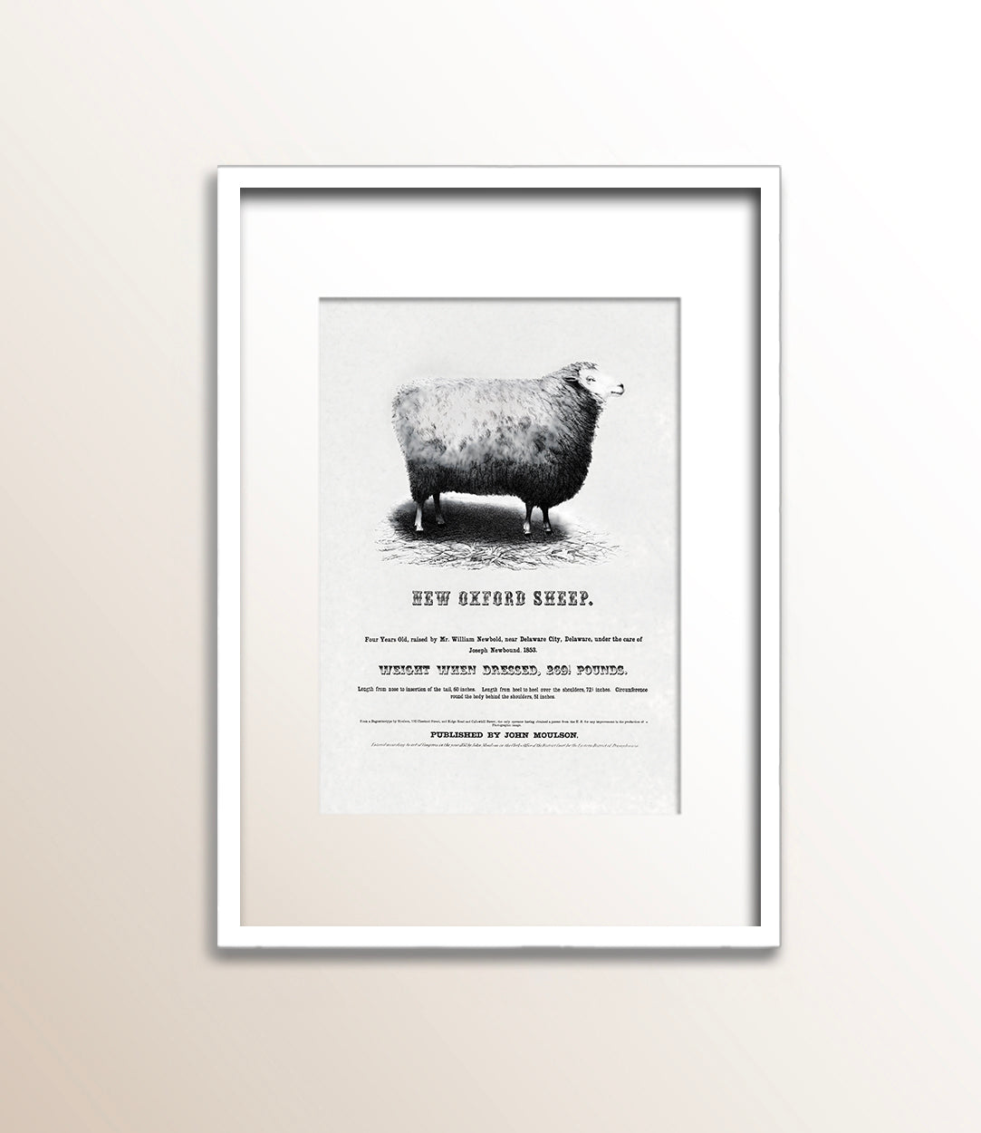 New Oxford Sheep