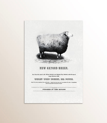 New Oxford Sheep