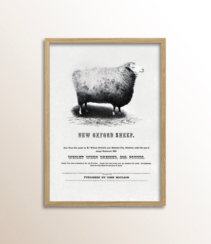 New Oxford Sheep