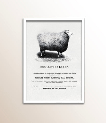 New Oxford Sheep