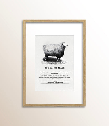 New Oxford Sheep