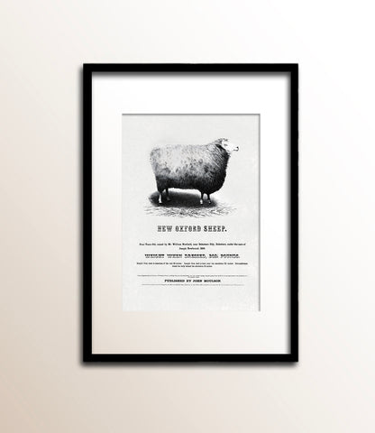 New Oxford Sheep