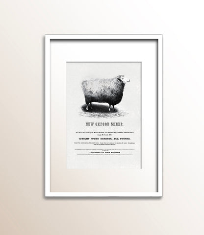 New Oxford Sheep