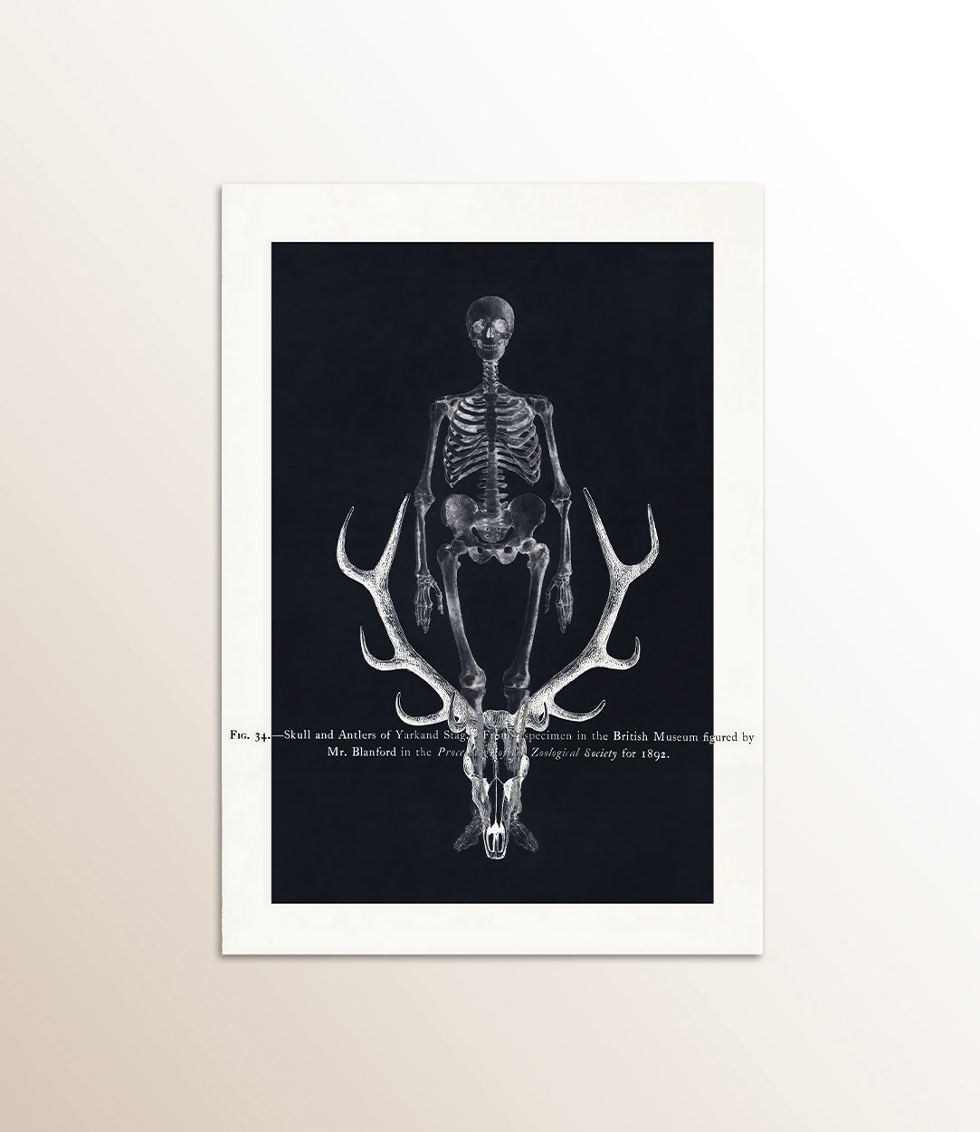 Skull and Antlers of Yarkand Stag