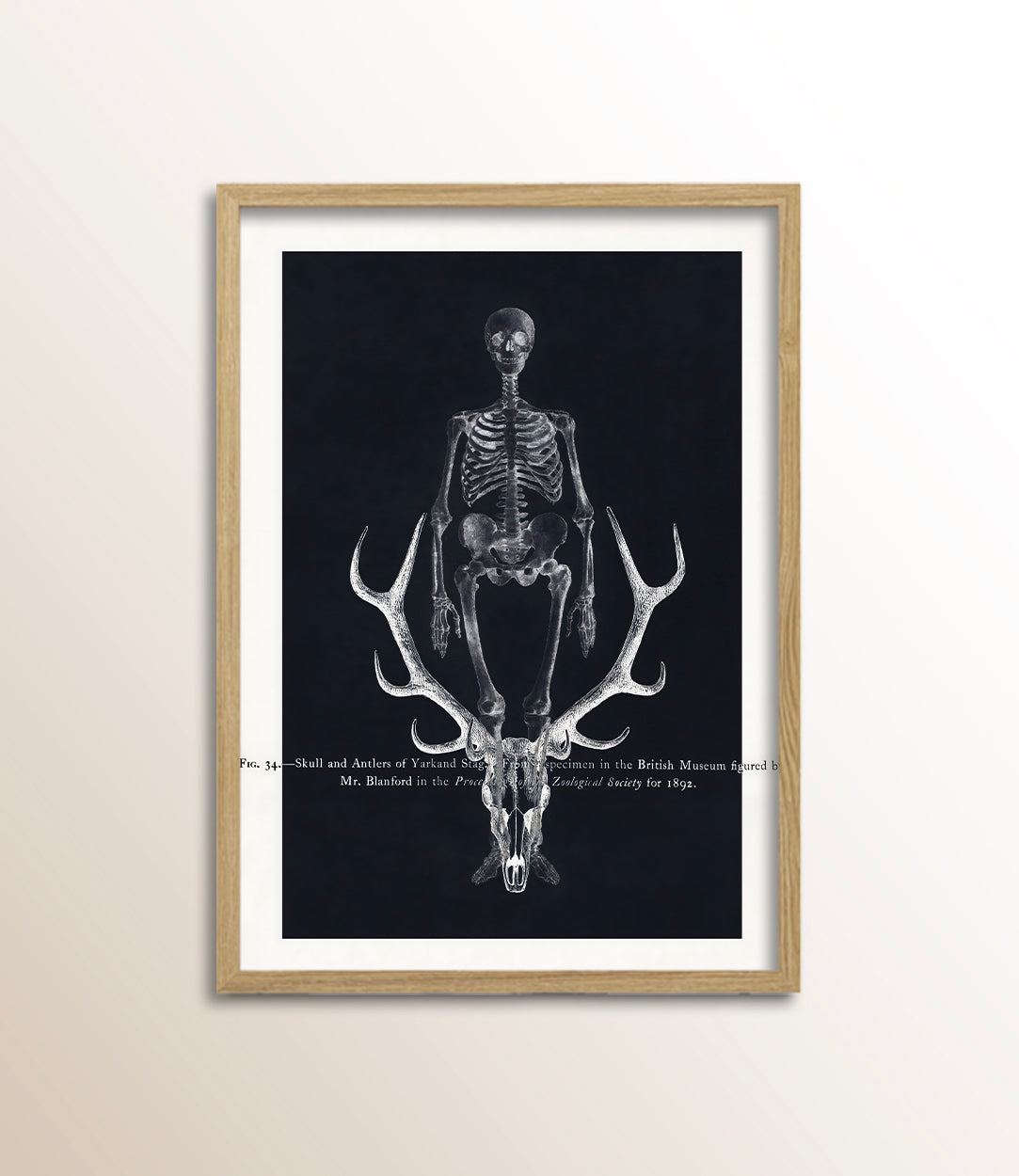 Skull and Antlers of Yarkand Stag