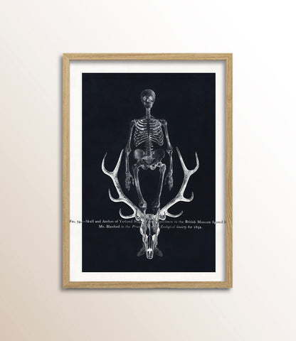 Skull and Antlers of Yarkand Stag