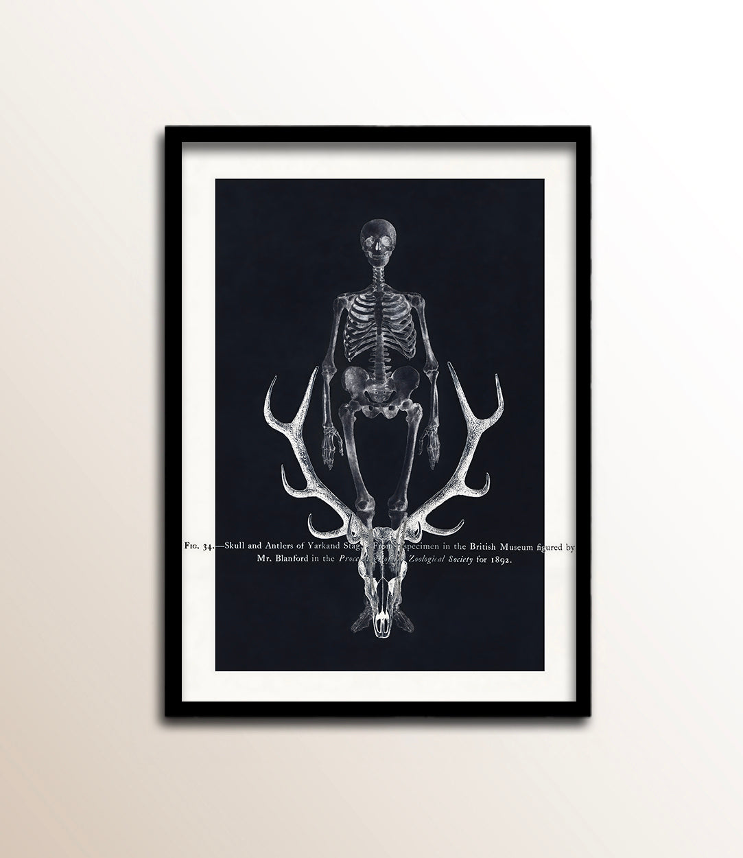 Skull and Antlers of Yarkand Stag