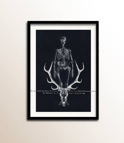 Skull and Antlers of Yarkand Stag