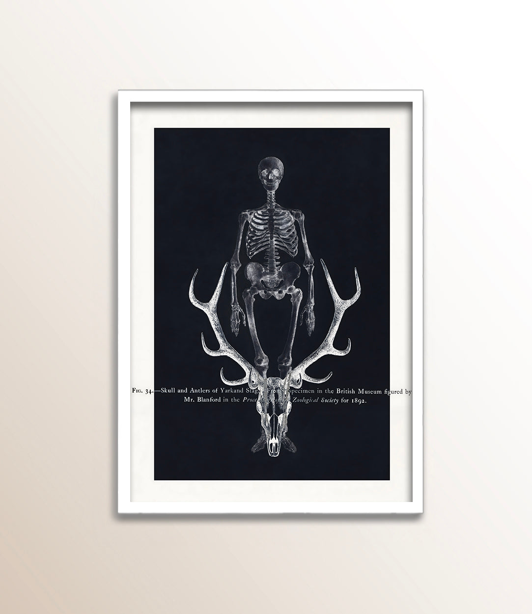 Skull and Antlers of Yarkand Stag