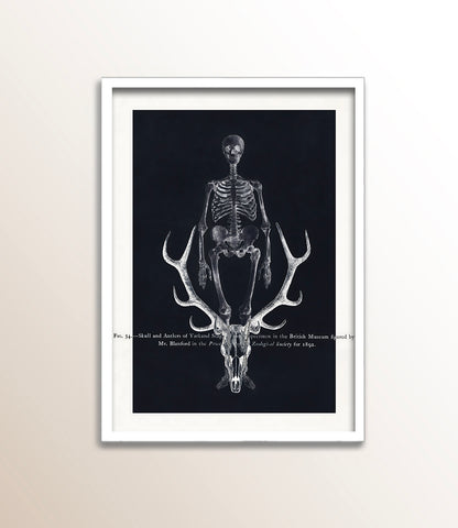 Skull and Antlers of Yarkand Stag