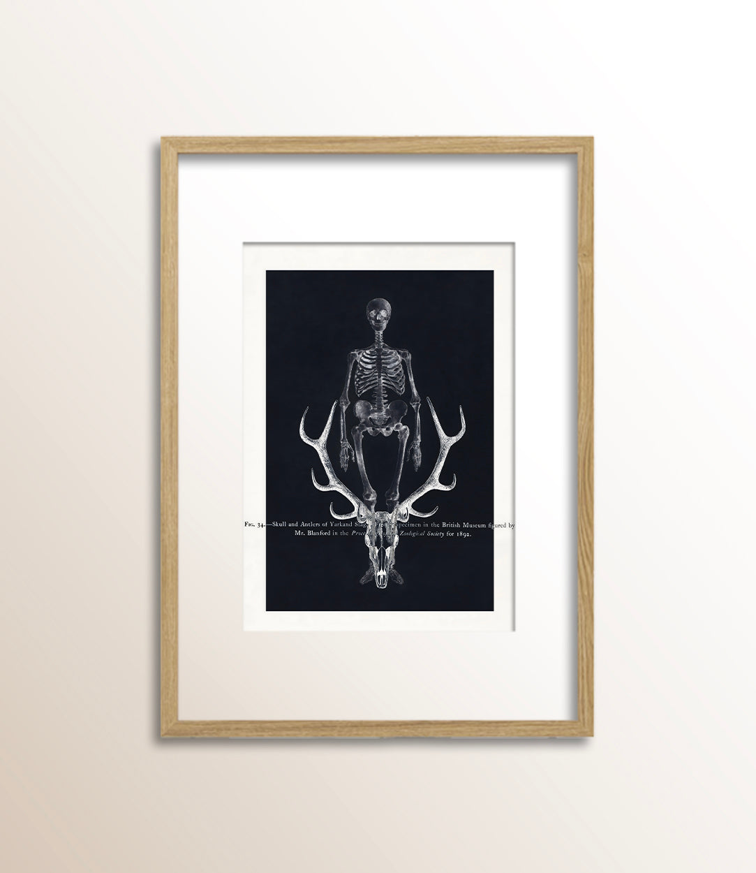 Skull and Antlers of Yarkand Stag