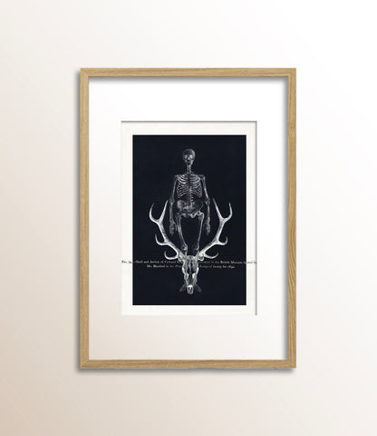 Skull and Antlers of Yarkand Stag