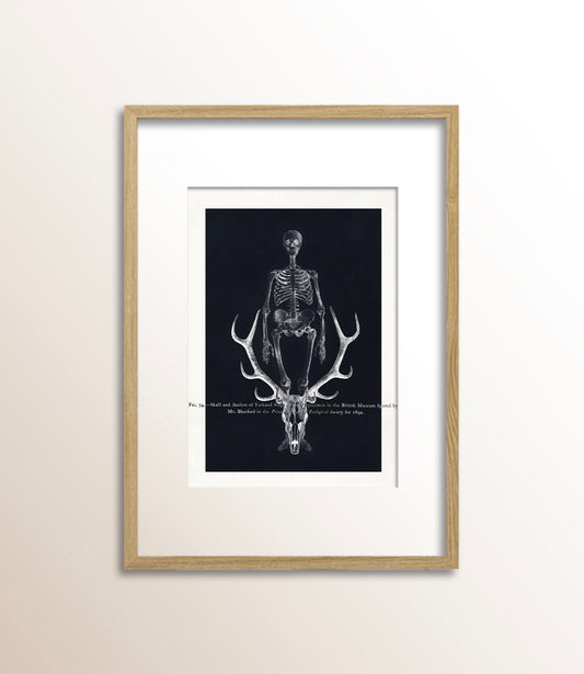 Skull and Antlers of Yarkand Stag