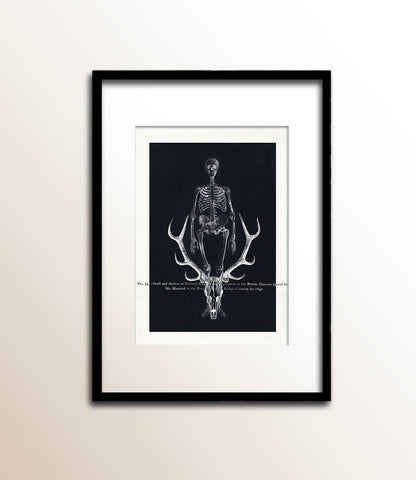 Skull and Antlers of Yarkand Stag