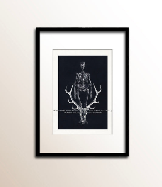 Skull and Antlers of Yarkand Stag