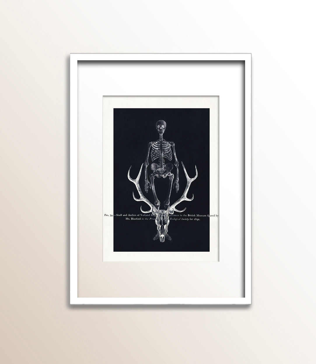 Skull and Antlers of Yarkand Stag