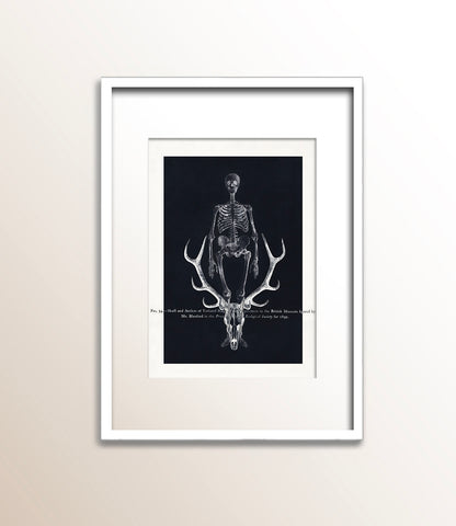 Skull and Antlers of Yarkand Stag