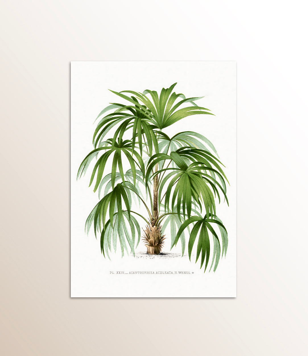 Acanthorrhiza Aculeata