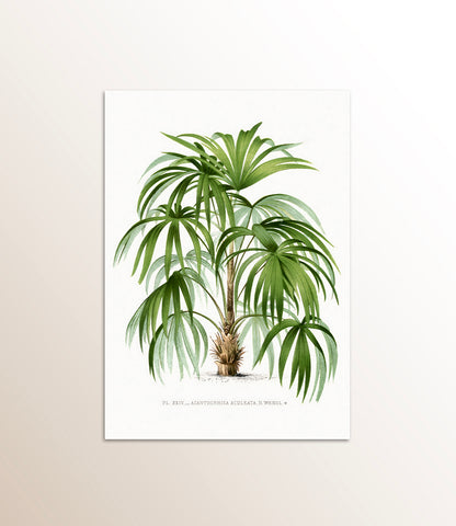 Acanthorrhiza Aculeata