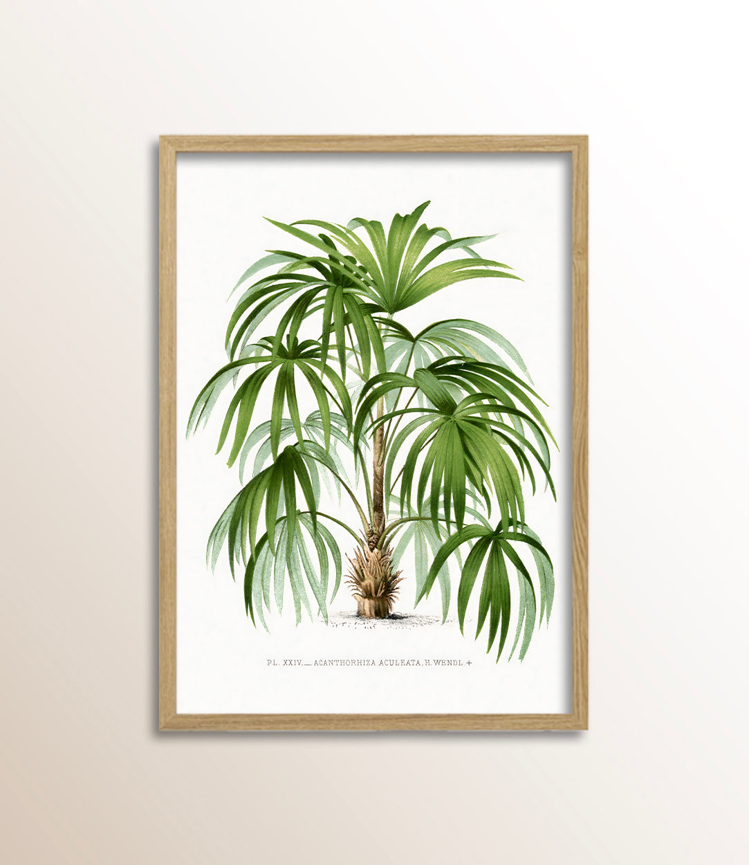 Acanthorrhiza Aculeata