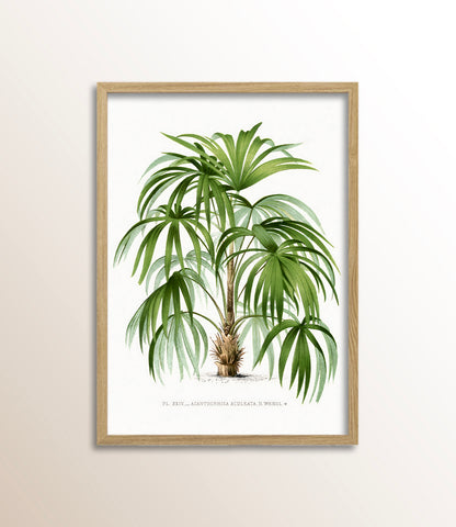 Acanthorrhiza Aculeata