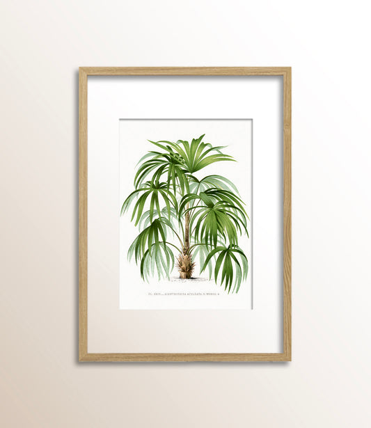 Acanthorrhiza Aculeata